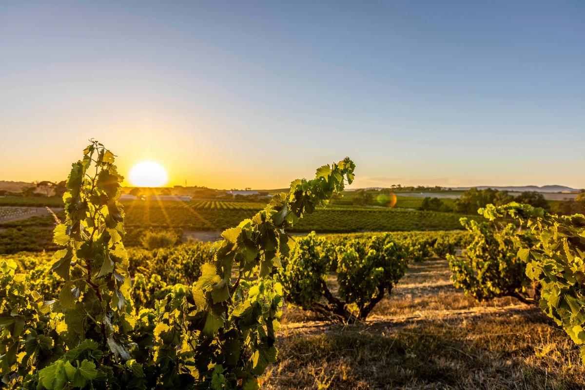 Marananga Vineyard