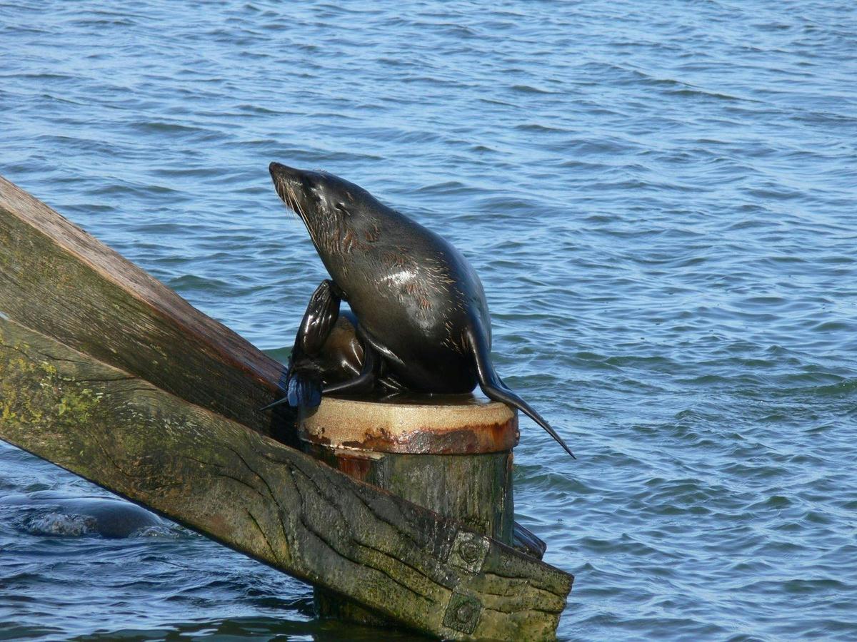 Seal at Barrage