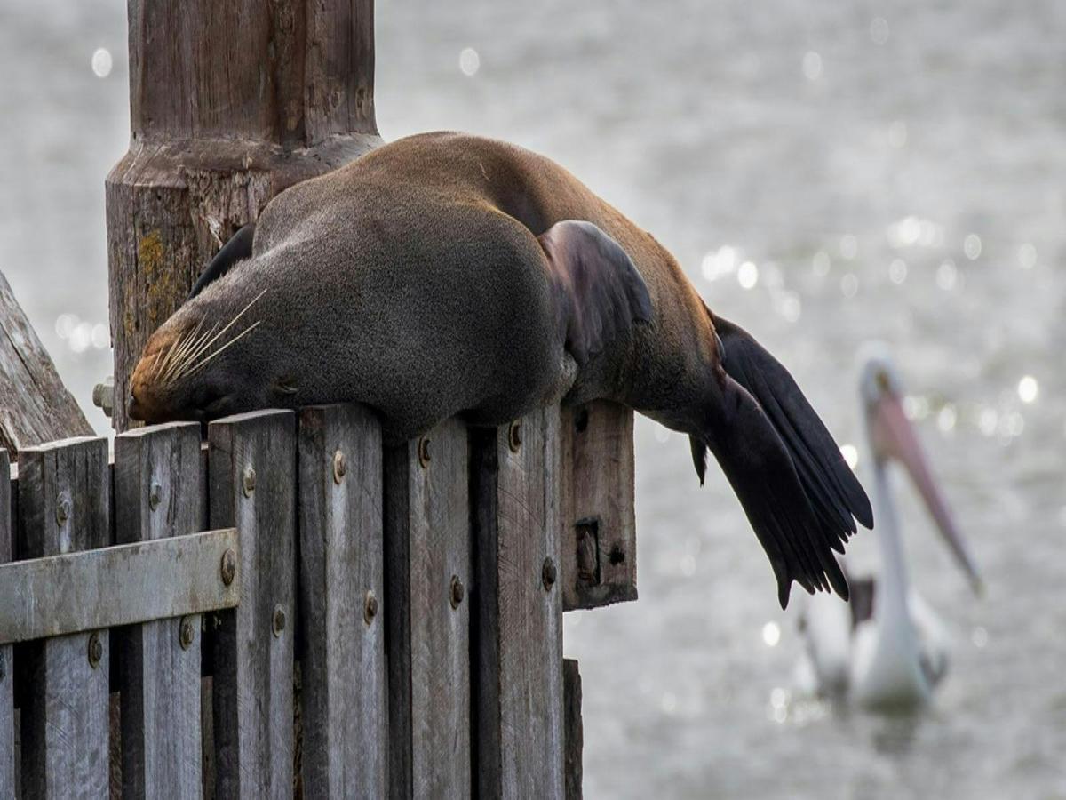 Seal Goolwa Barrage