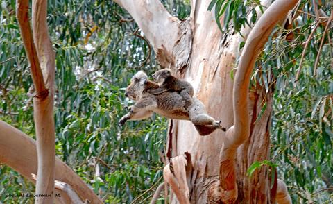 Guided Koala Walk & Bush fire Ecology Tour