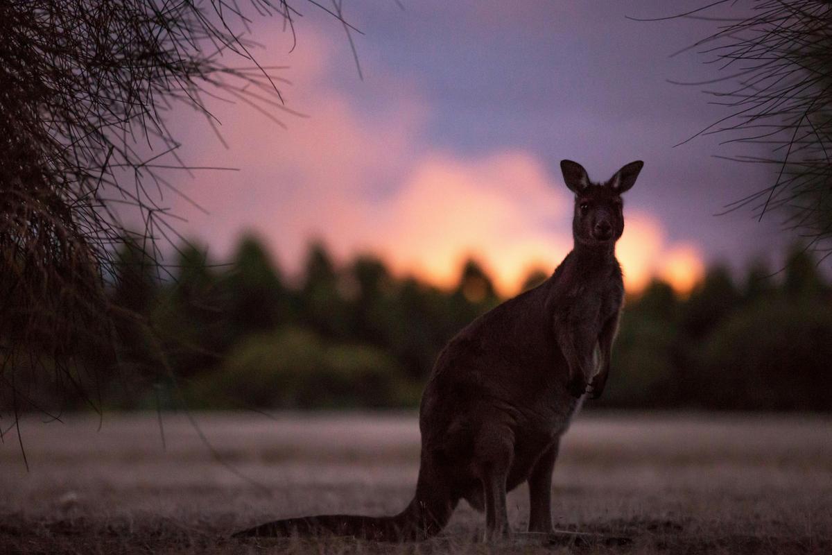 Sunset Nocturnal Adventure Tour