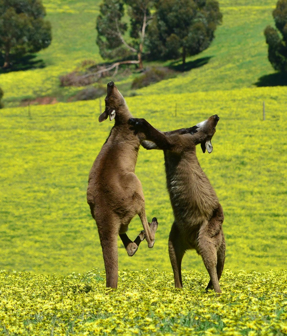 Guided Koala Walk & Bush fire Ecology Tour