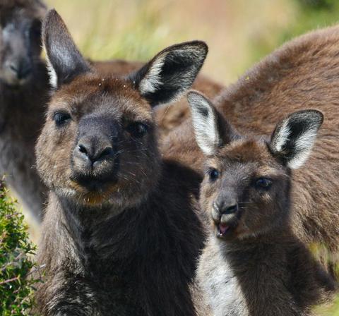 Hanson Bay Wildlife Sanctuary Experiences