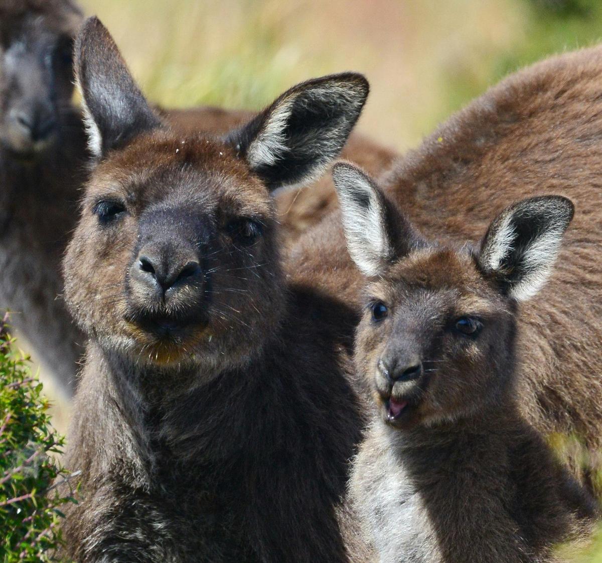 Roo's galore