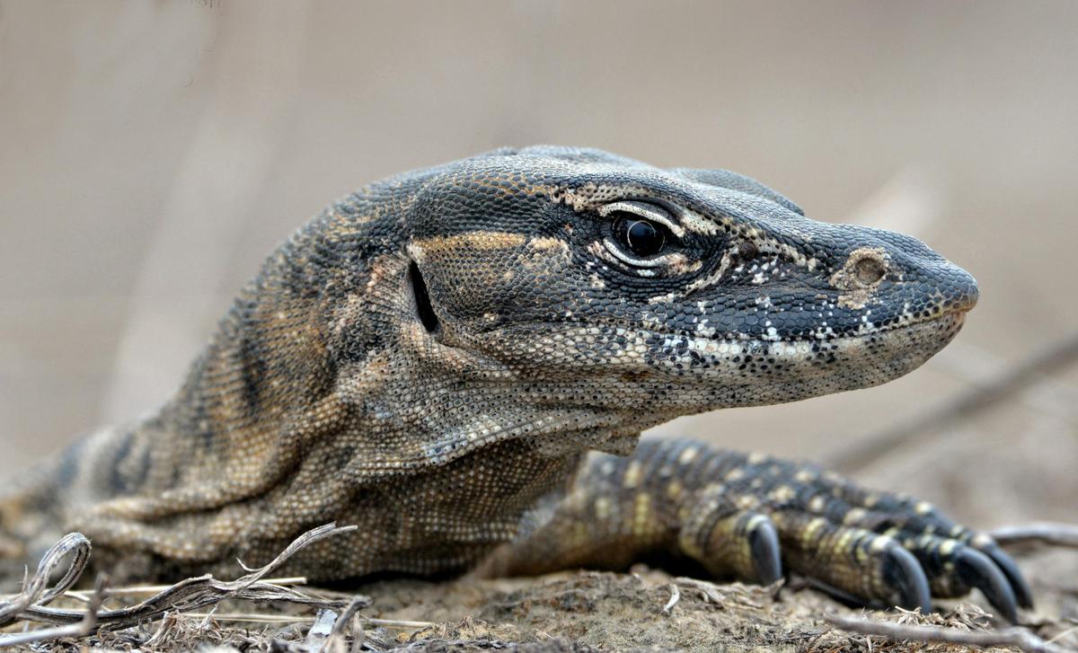 Rosenburg Goanna