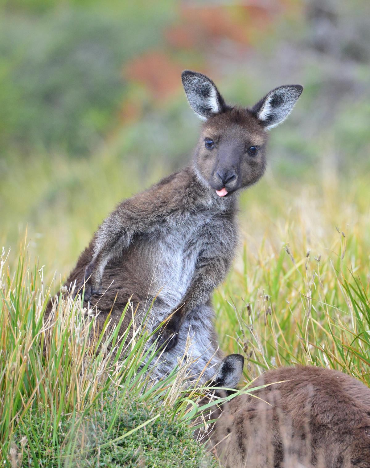 Guided Koala Walk & Bush fire Ecology Tour