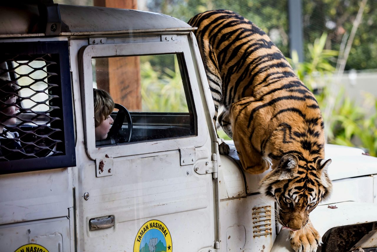 Tiger Trek