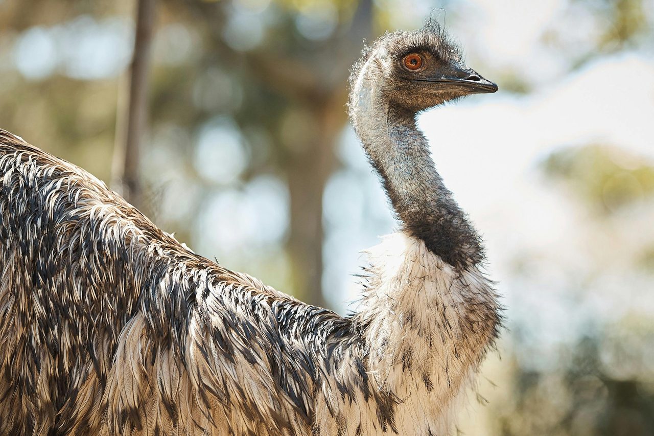 Emu
