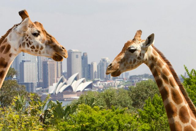 Taronga Zoo Sydney