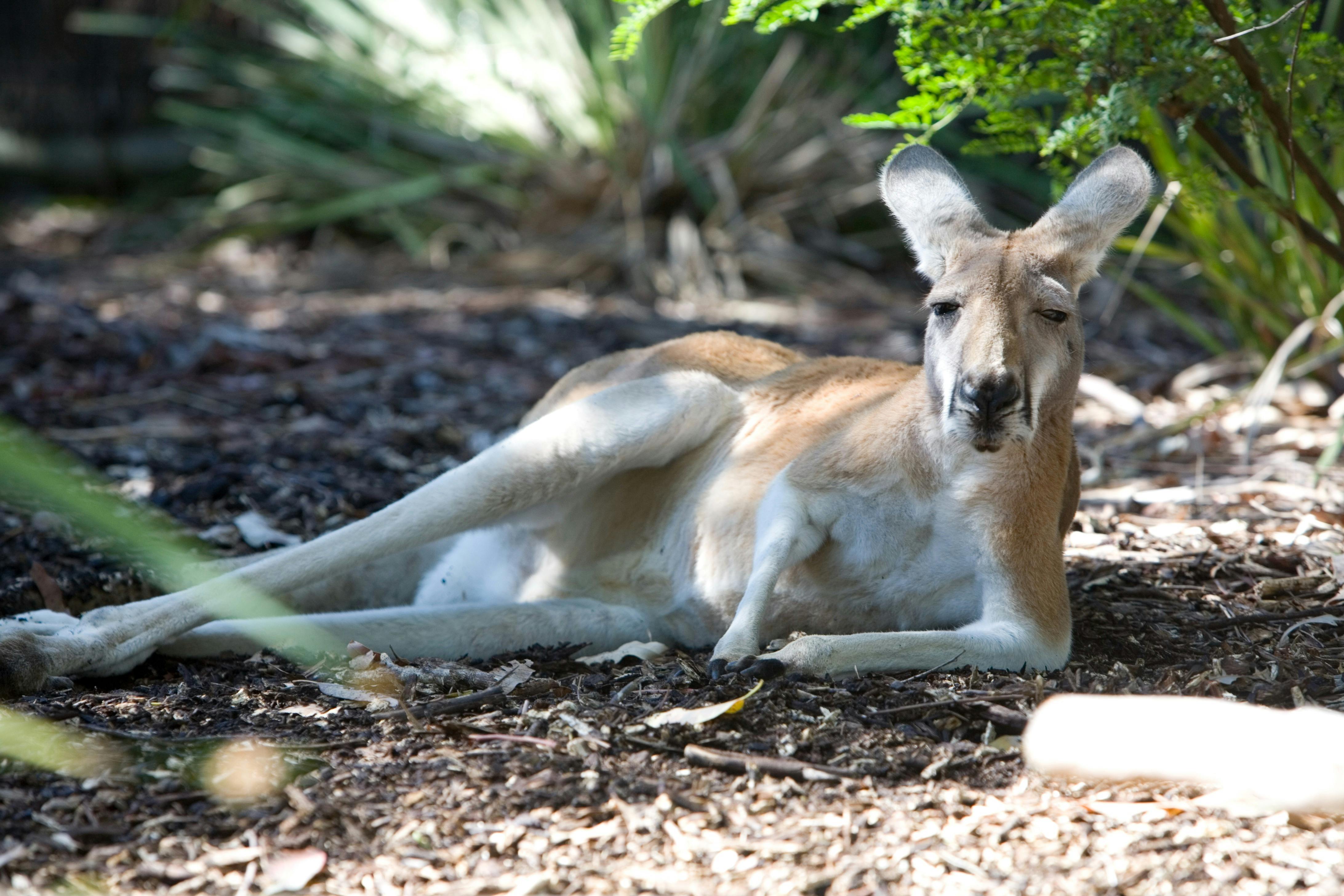 Red Kangaroo