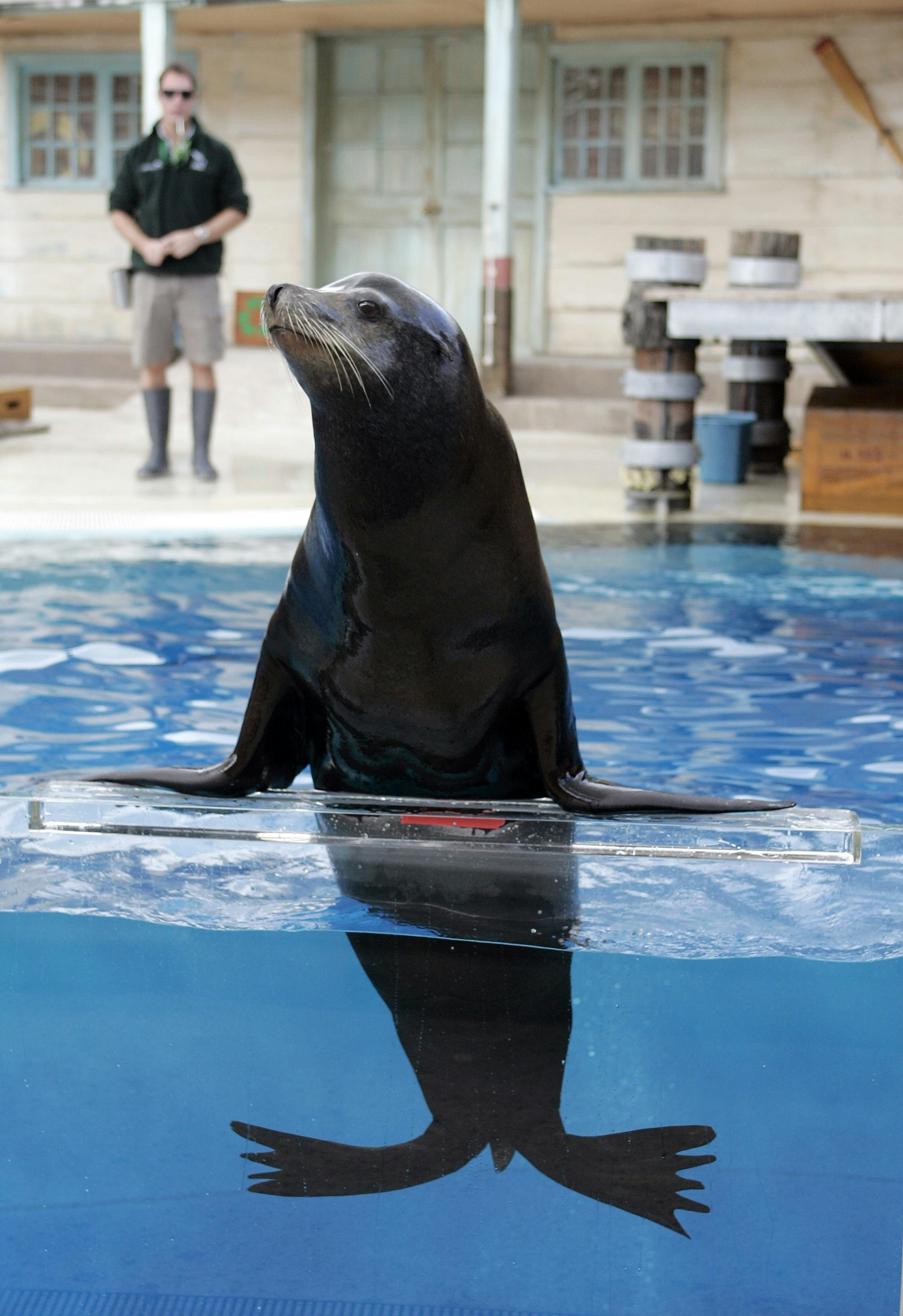 Californian Sea Lion