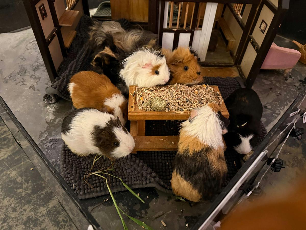 Pigs aplenty at the Village of Hamdorf - Hamdorf Cafe