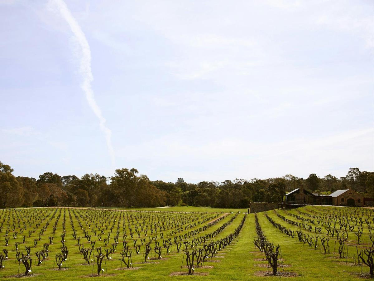 Legends of the Vines