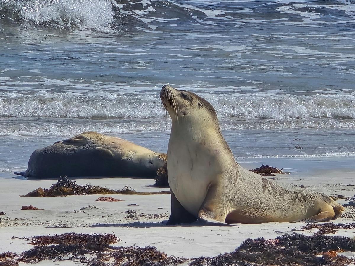 Kangarooo Island 2 Day Wildlife Adventure