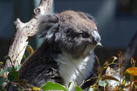Gorge Wildlife Park
