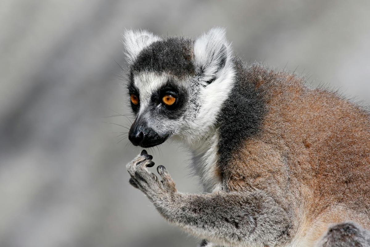 Ring-tailed Lemur