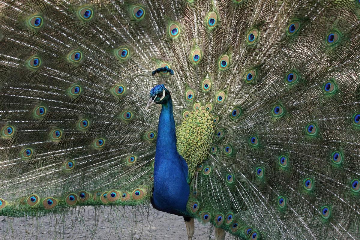 Peacock displaying it's beautiful colours
