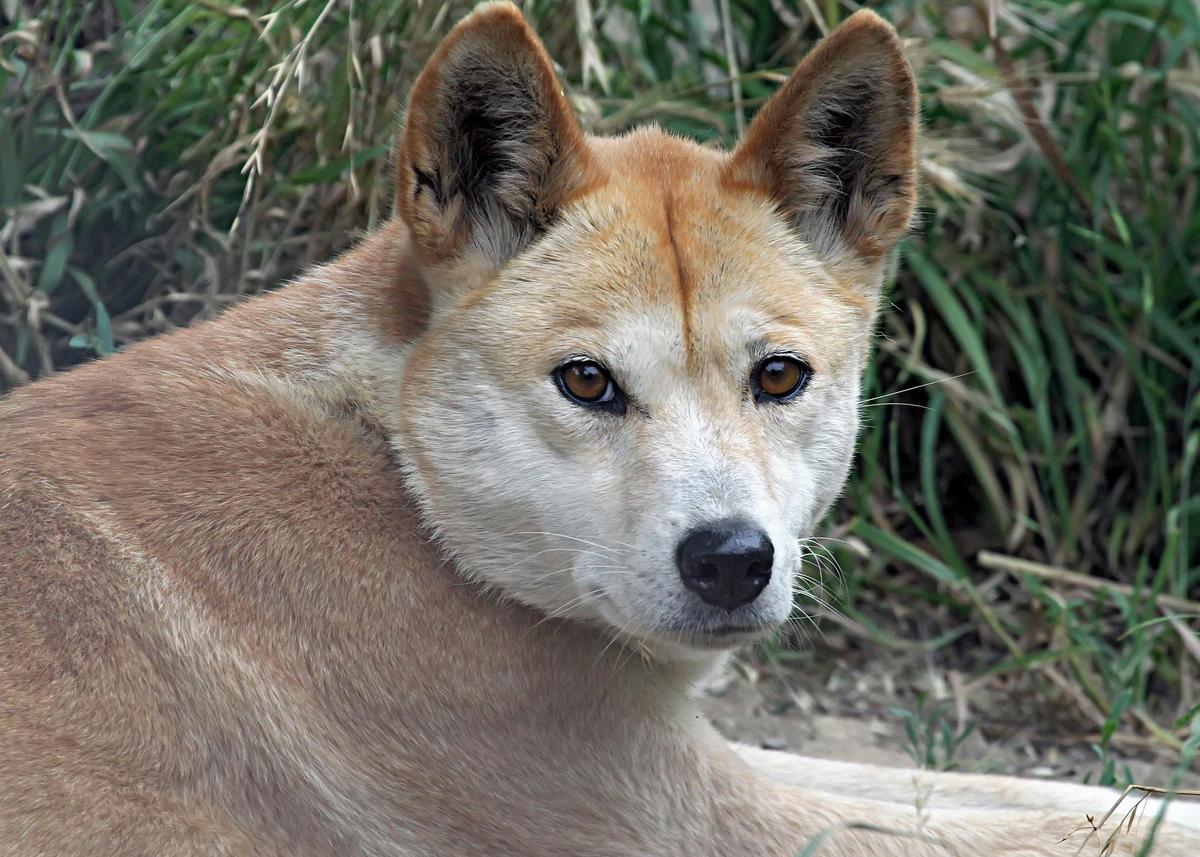 Dingo at Gorge Wildlife Park, Cudlee Creek SA