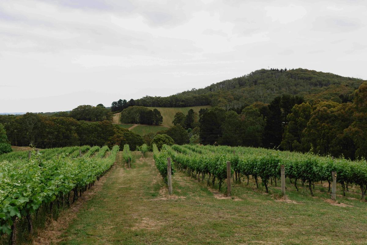 Greenhill Wines Vineyard View