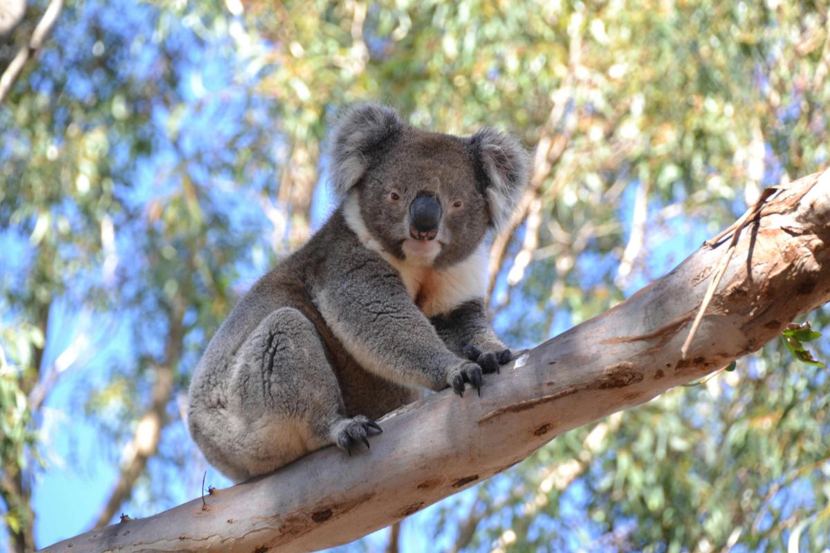 wild koala