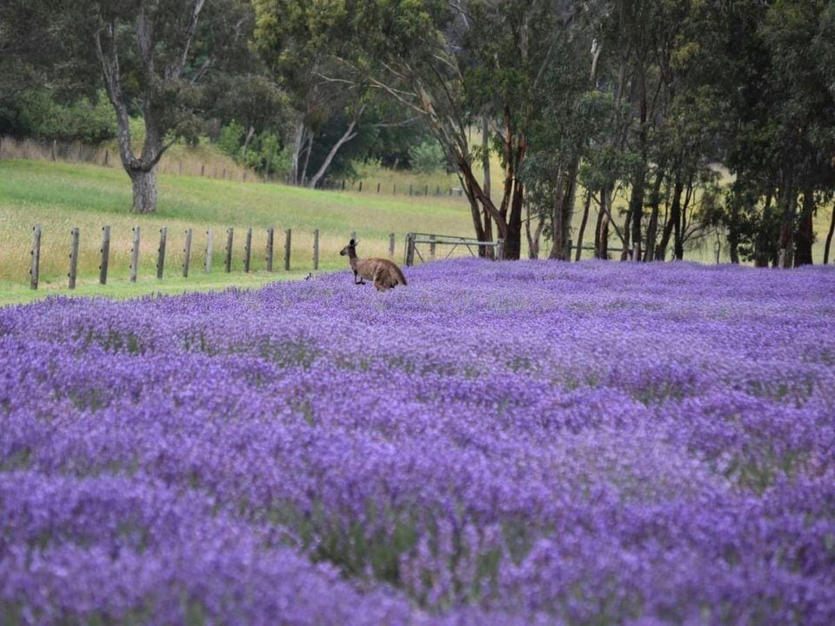 Nature and beauty all in one.  One of the many wildlife on our farm