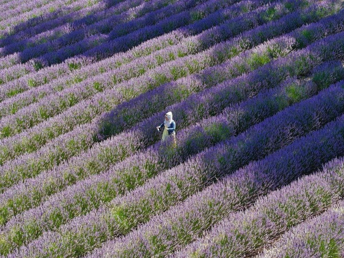 Birds eye view of the gorgeous lavender rows  at the farm