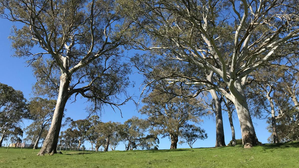 Camp amongst beautiful trees