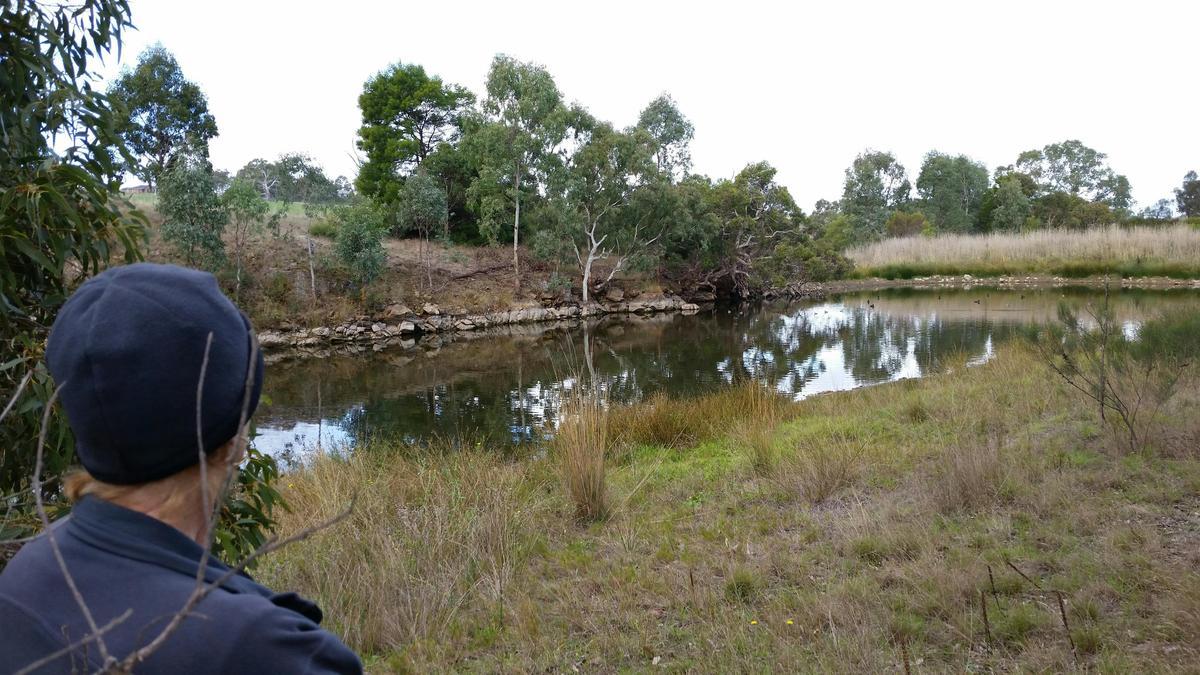 Native waterfowl on the billabong