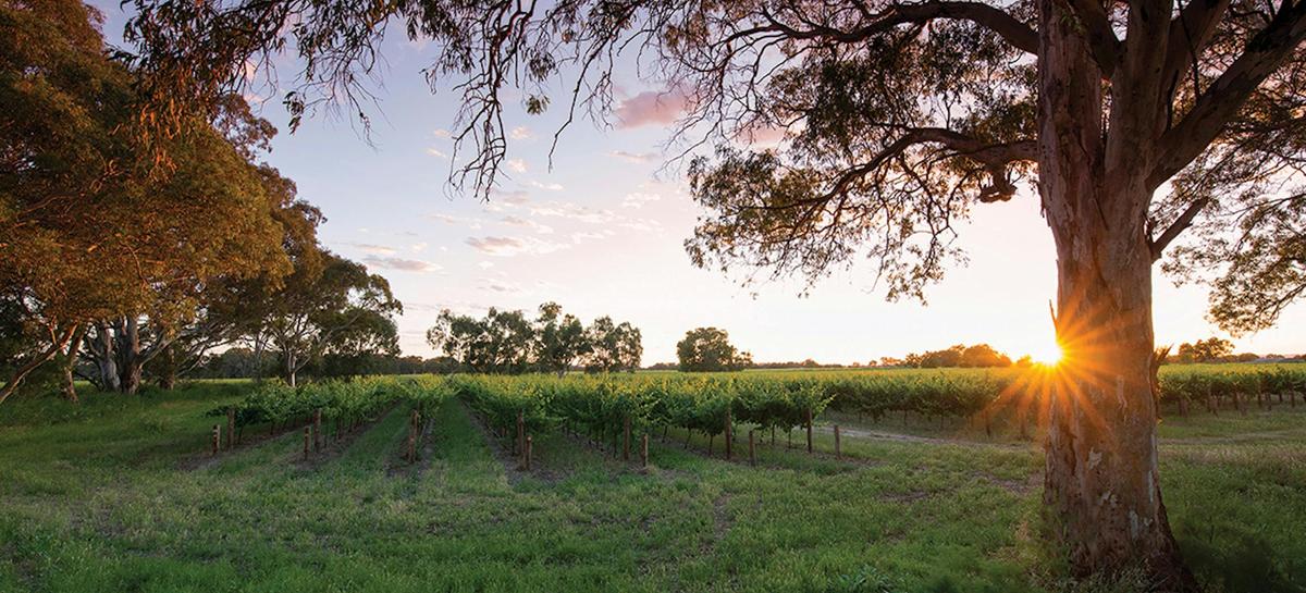 Oenophile's Choice - Discover Bleasdale
