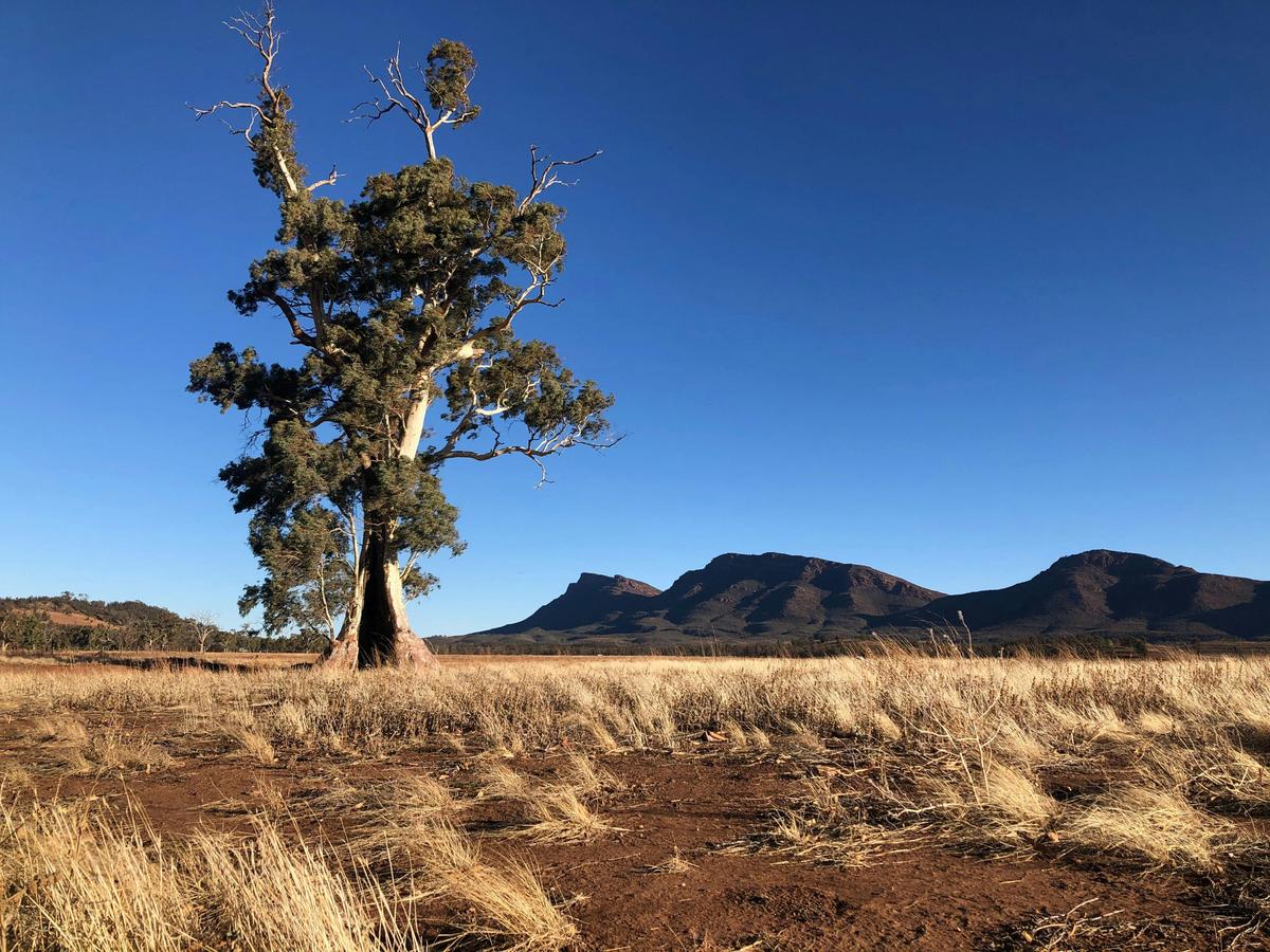 Casneaux Tree