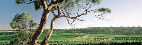 HELI LUNCH - Clare Valley - Paulett Wines