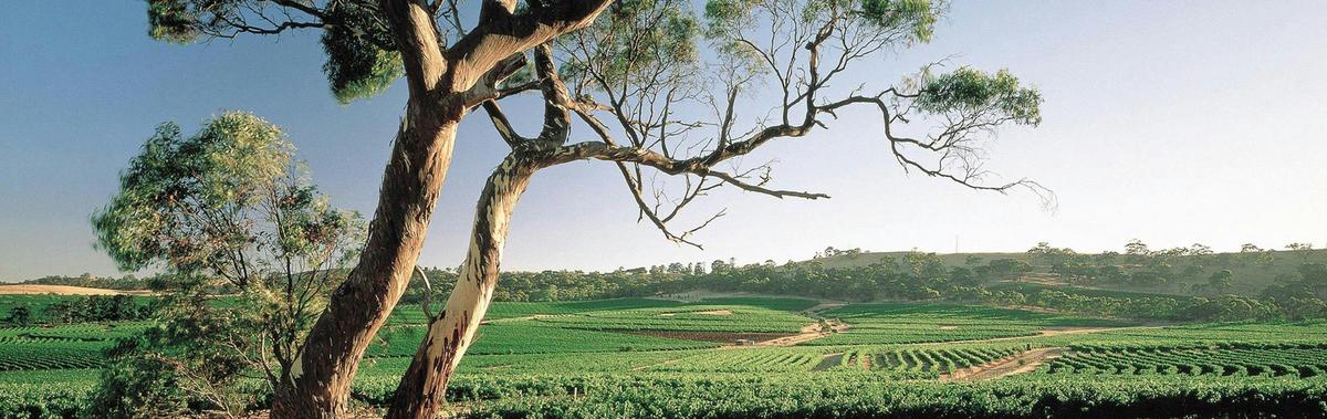 HELI LUNCH - Clare Valley - Paulett Wines