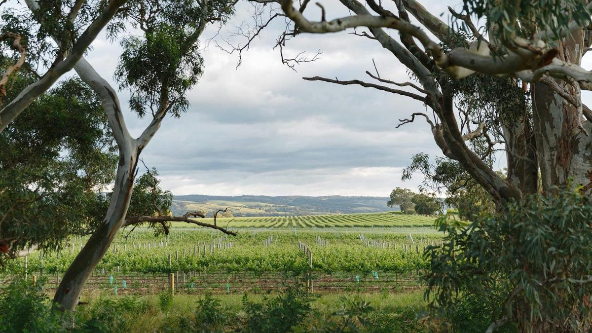 HELI LUNCH - McLaren Vale - Mitolo Wines