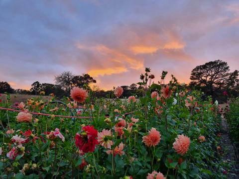 Hillview Flowers
