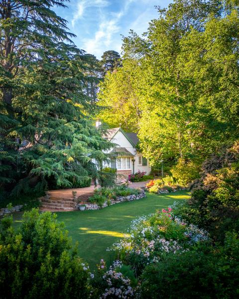 Heysen - The Cedars