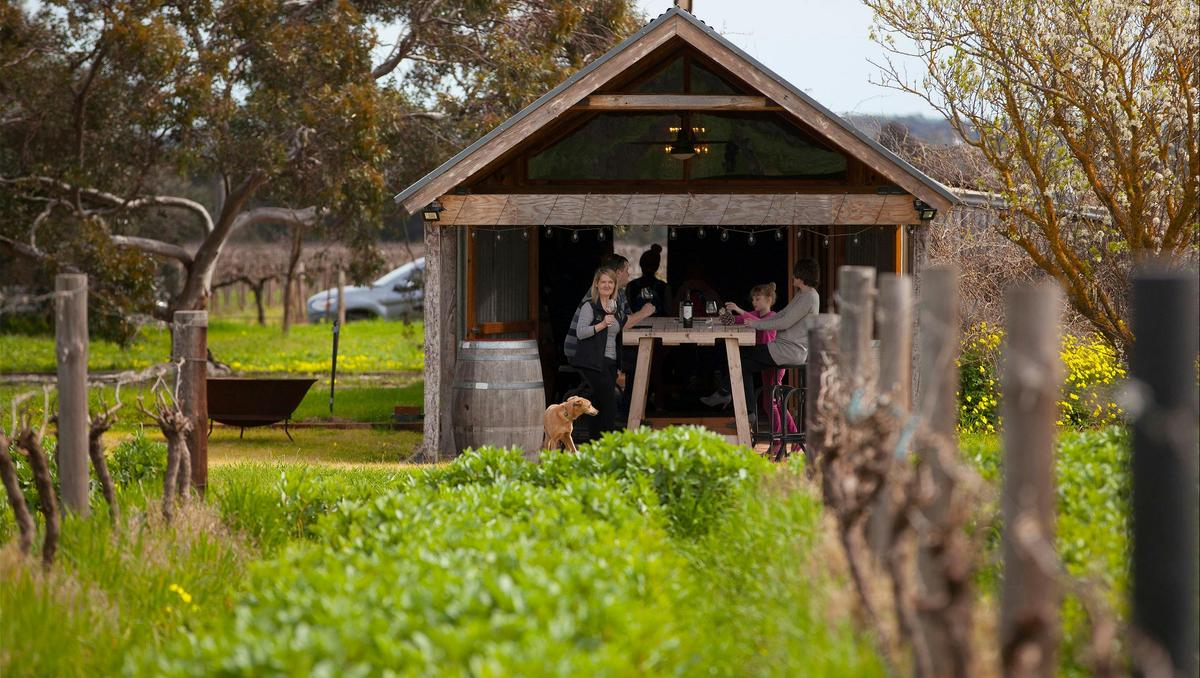 In the midst of our vineyard