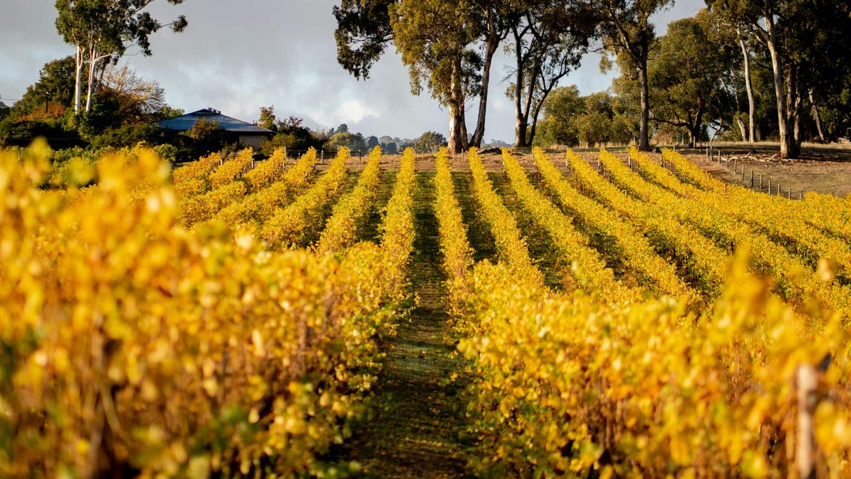 Gruner veltliner vines aglow in autumn at Hahndorf Hill.
