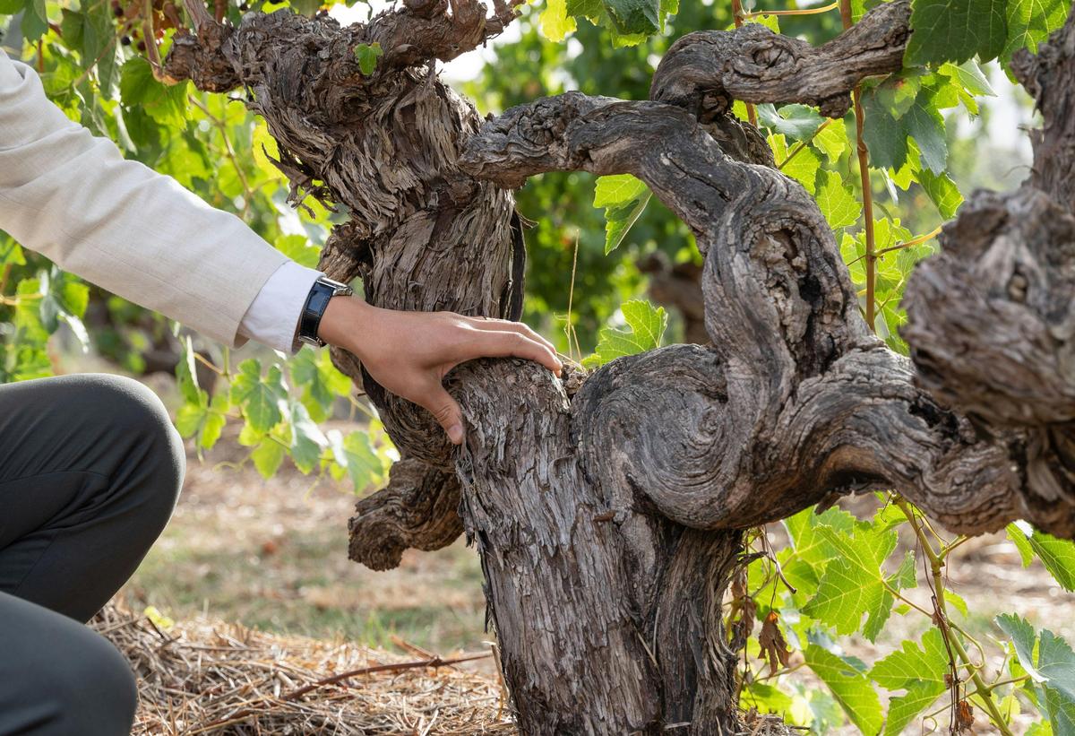 Henschke Ancestor Vine
