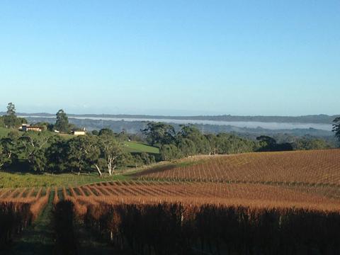 Wine Tours
