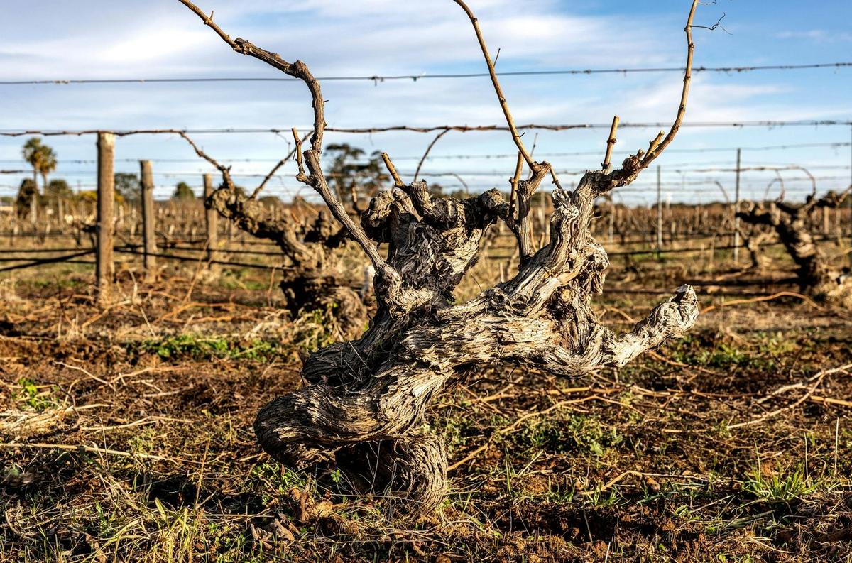 Dallwitz Block Vineyard