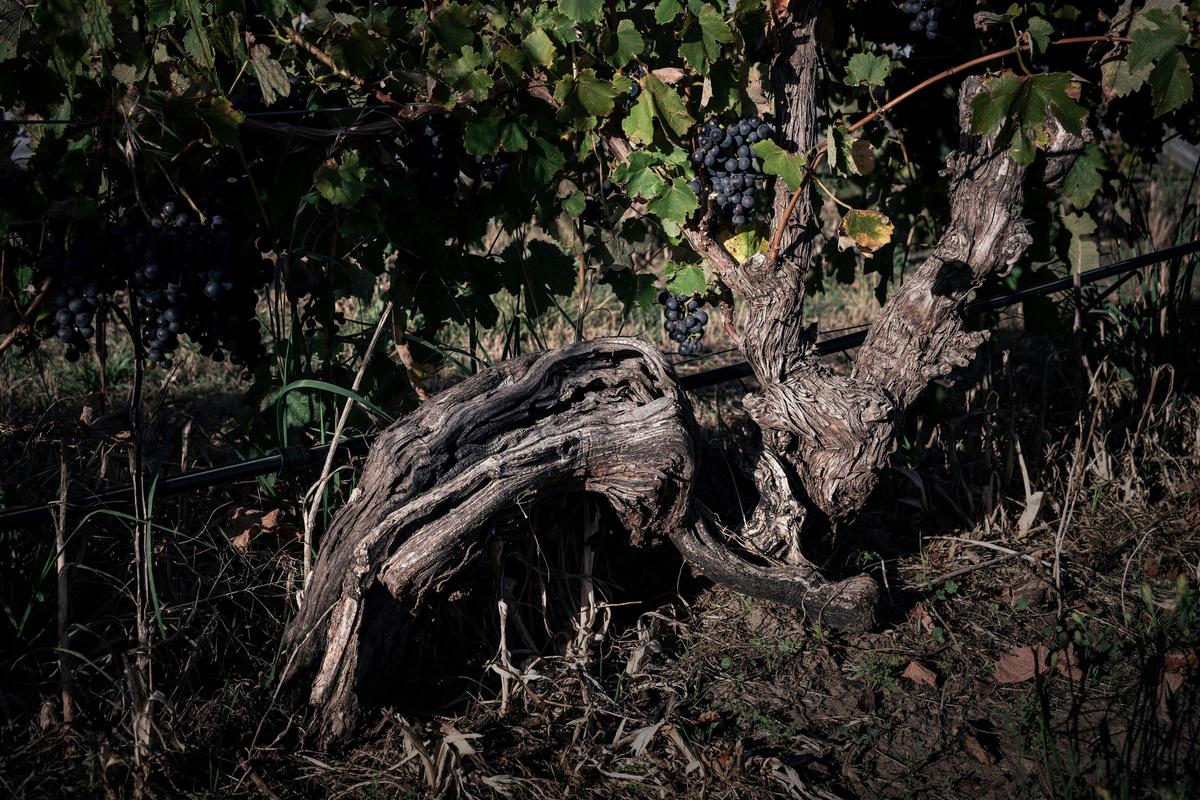 Old Vine planted in 1905