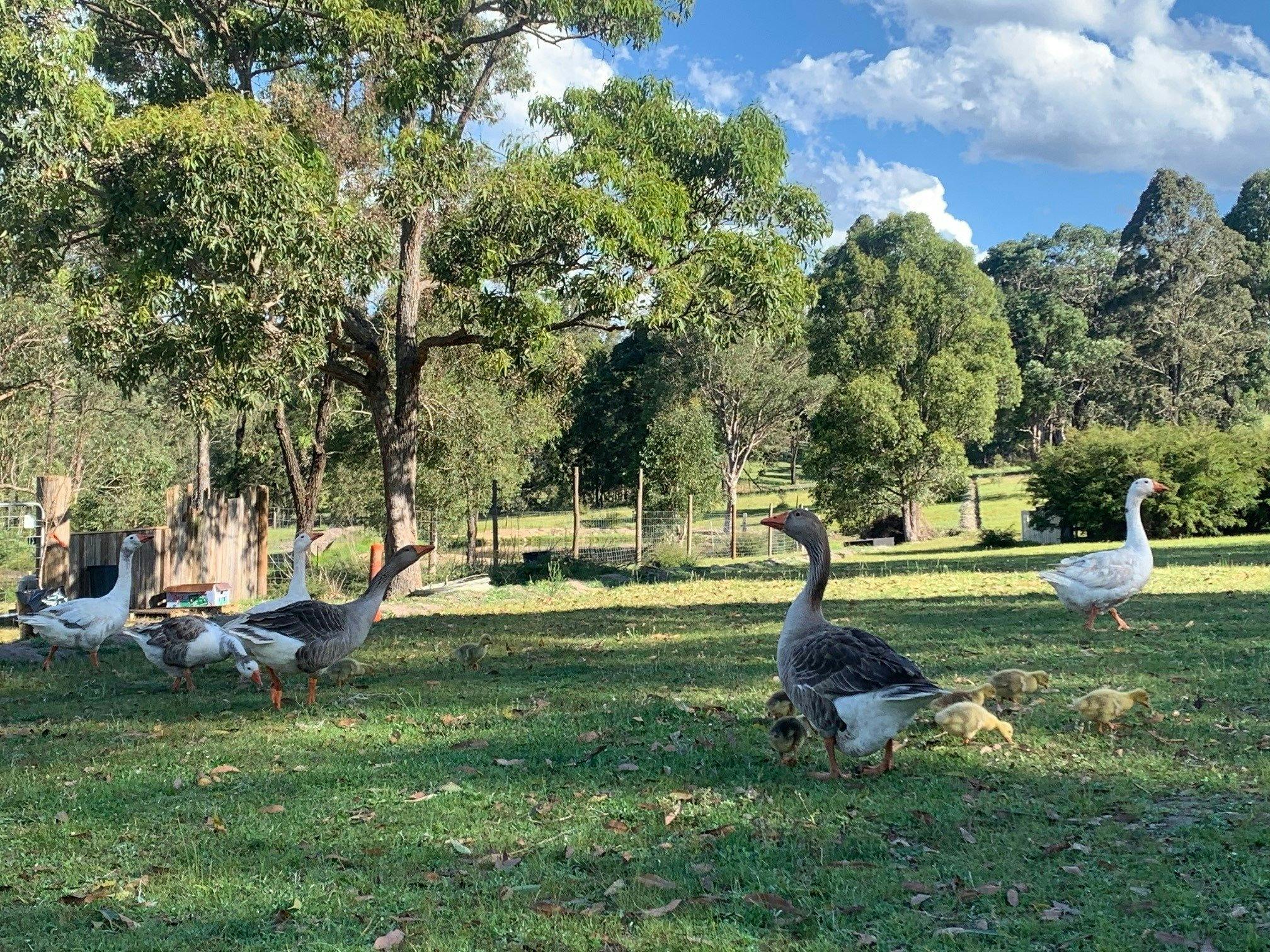 Geese on the Davis Farm