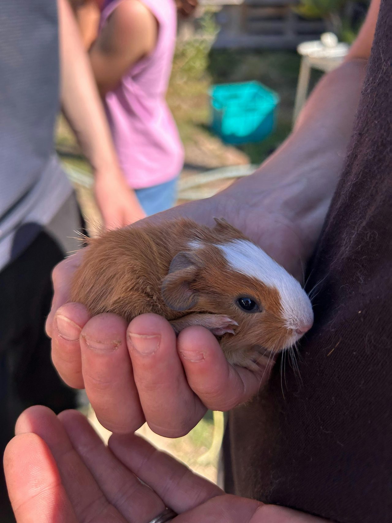 Baby Guinea Pig
