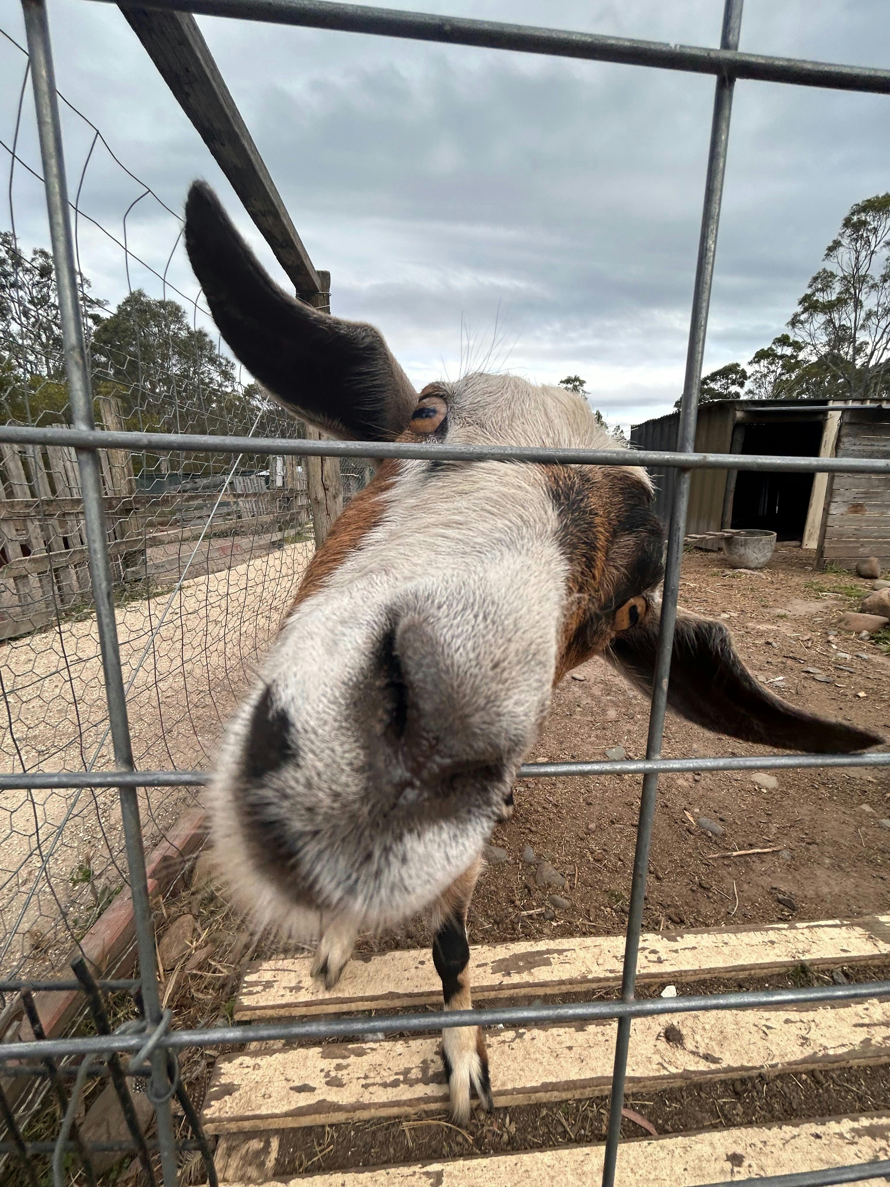 Tango the Miniature GOAT