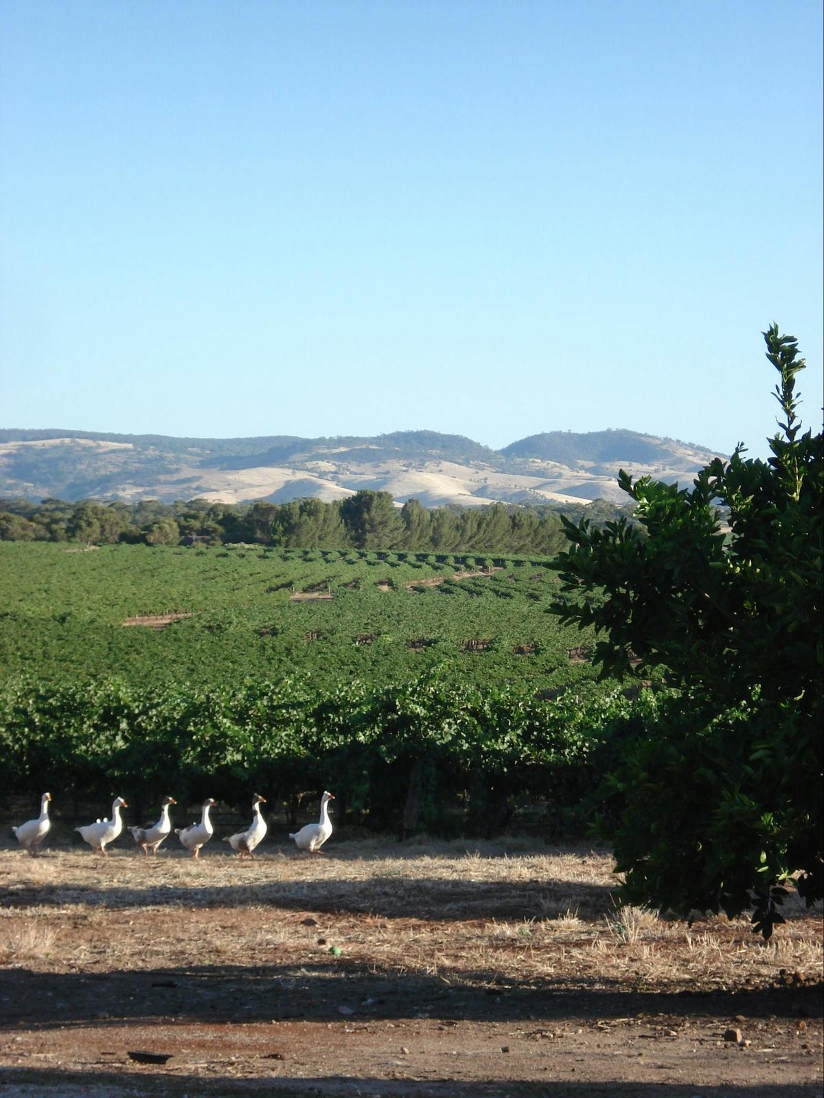 Heritage Wines