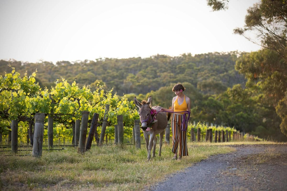 spring donkey vineyard walk