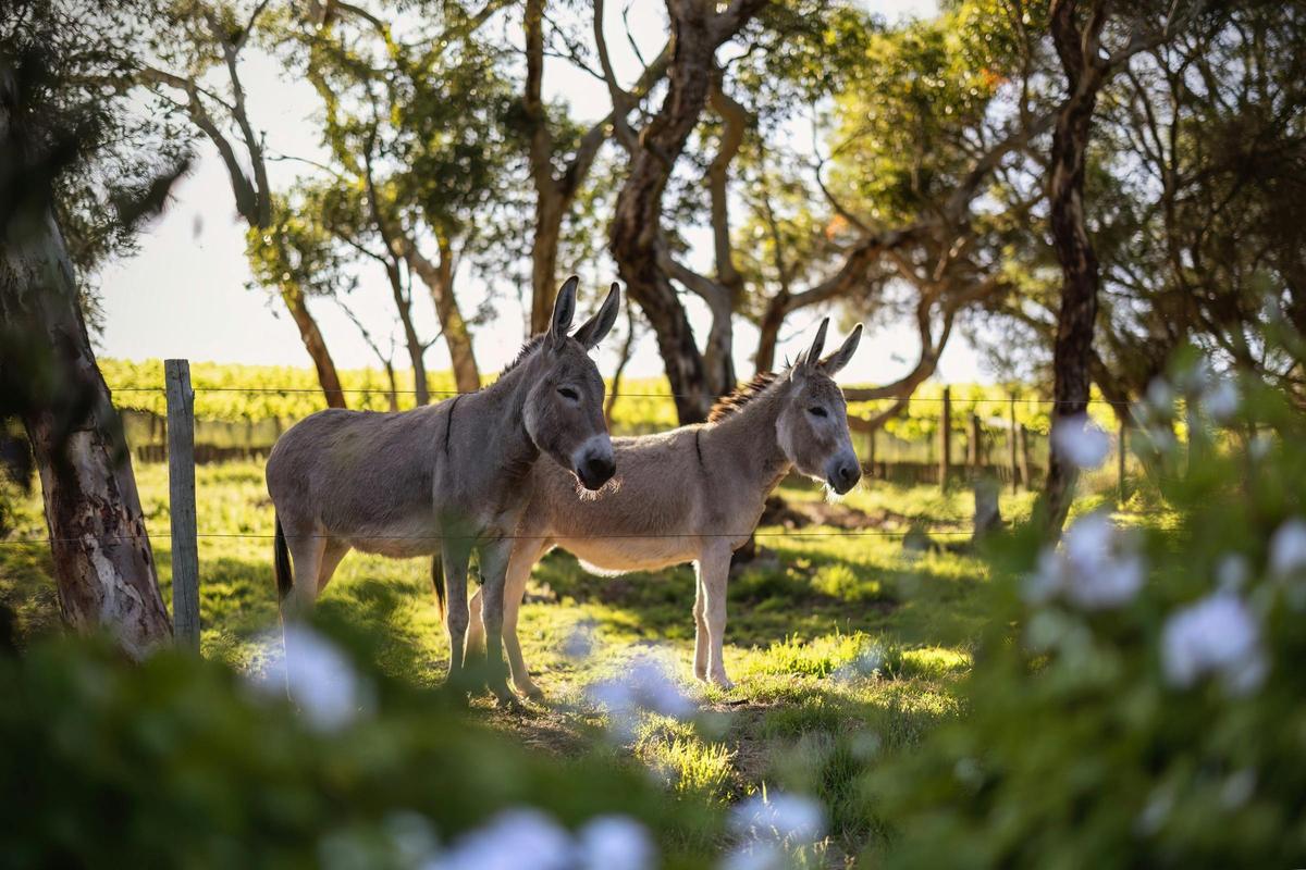 Donkeys in home paddock