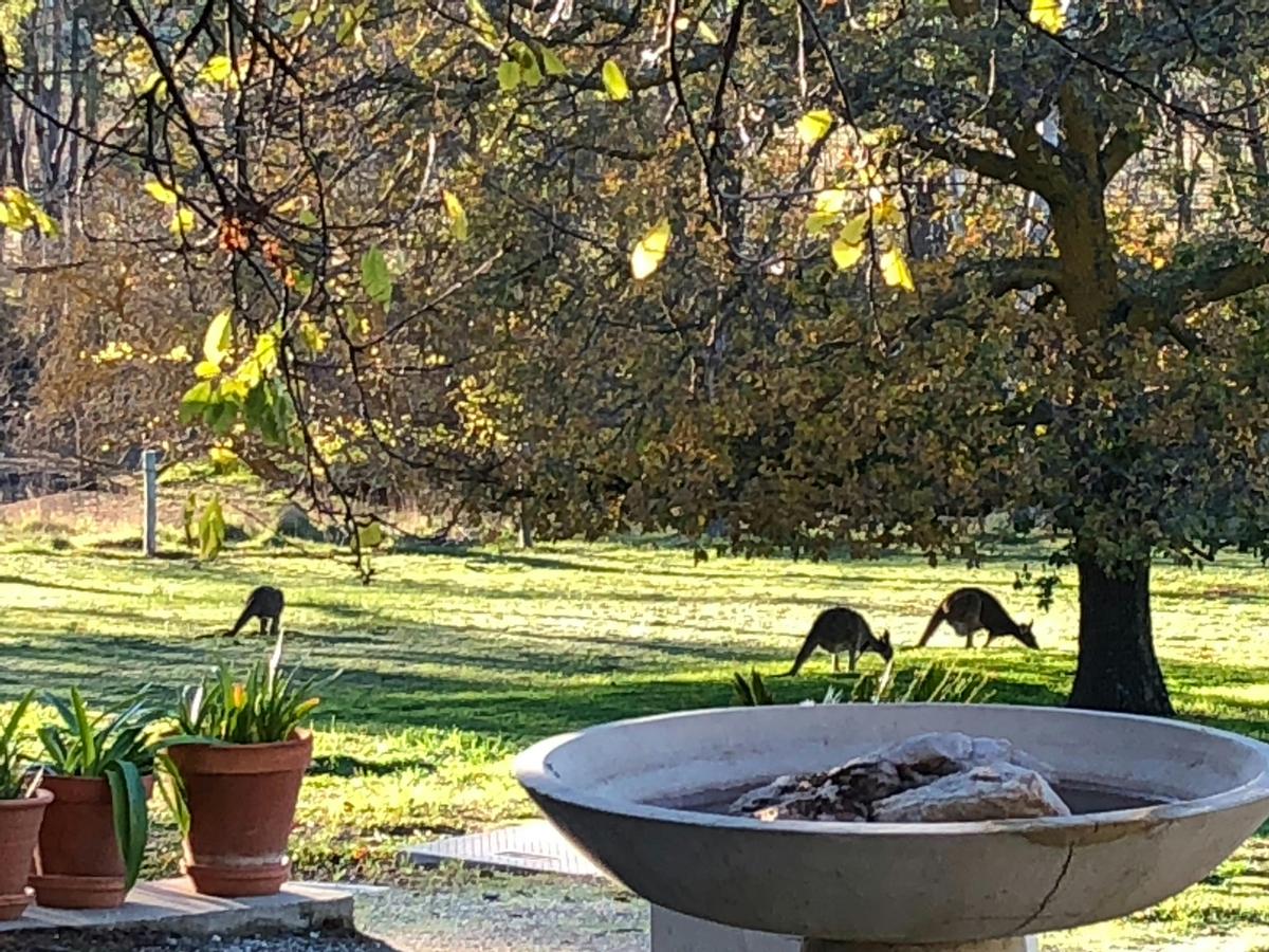Some of our resident kangaroos grazing in front of the house.