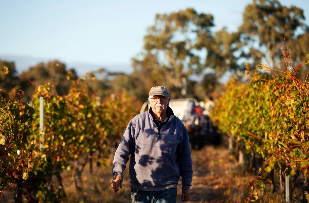 "We love vintage!" Trevor March in the Cabernet vines.