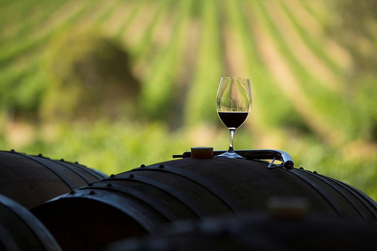 Looking across to the Vineyard from the cellar